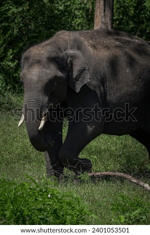 Graceful Elephants in their Natural Habitat
