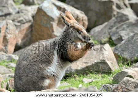 this is a side view of a young yellow footed rock wallaby