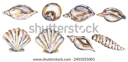 Acrylic hand painted sea shells  illustration set, graphic shells clipart, ocean life clip art