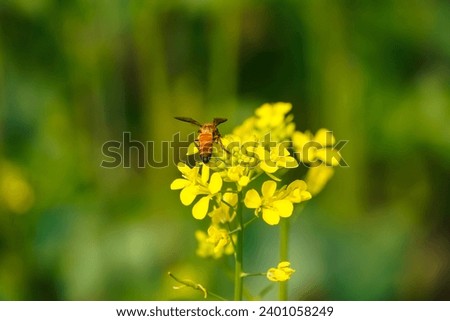 Bee happily collecting honey from mustard flowers with a blurred background in India.