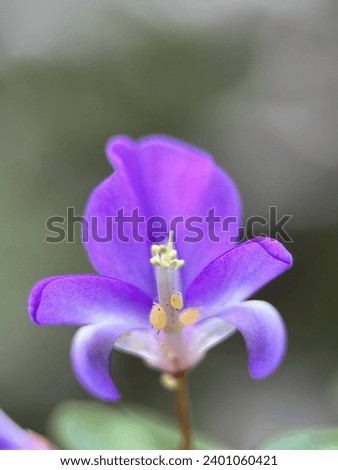 Purple orchid blossom, close-up, selective focus, macro photography