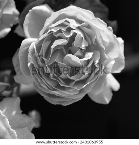 Black and white nature, blooming rose, flowering plant, beautiful flower, natural background for text