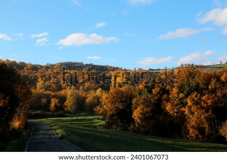 Majestic autumn woodland captured in morning light, showcasing vibrant foliage. Royalty-Free Stock Photo #2401067073
