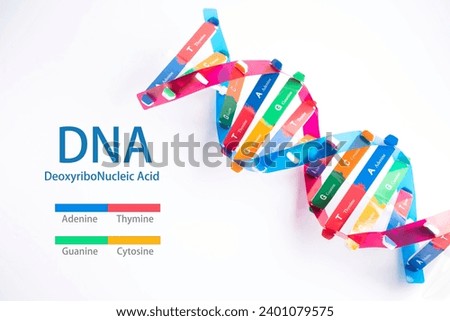 DNA or Deoxyribonucleic acid is a double helix chains structure formed by base pairs attached to a sugar phosphate backbone. Royalty-Free Stock Photo #2401079575