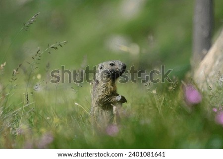 Marmot, in its natural habitat. picture taken in Mont-Cenis