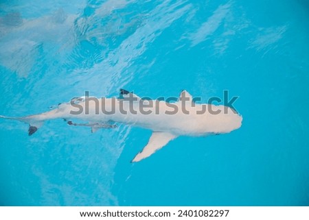 Sharks off the coast of the Maldives 
