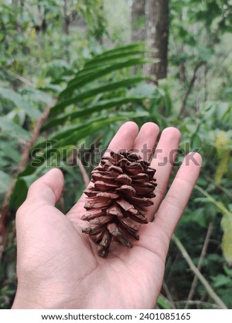 Pine flowers are taken directly from under the tree