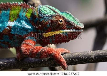 Nature's Palette: A Captivating Panther Chameleon Close-Up