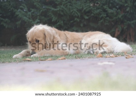 Golden Retriever dog without a leash, happy to roll around on the grass. Concept of happiness and freedom.
