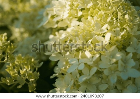 close-up of blooming white-yellow hydrangea, at sunset, backlight.