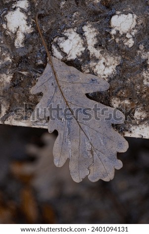 A single brown oak leaf gracefully rests on a white, weathered surface, forming a captivating contrast. The leaf's delicacy against the rough backdrop highlights the unexpected beauty in simplicity, 