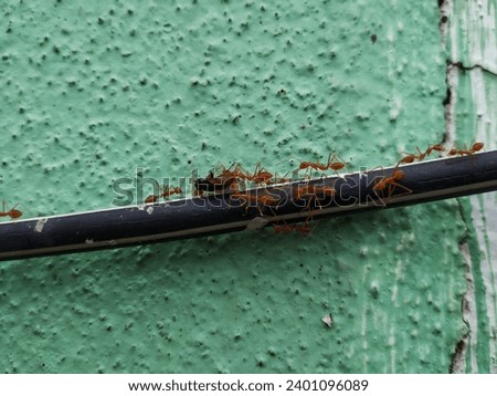 Closeup of red or Orange Color Weaver Ants shifting the dead housefly above the black wire