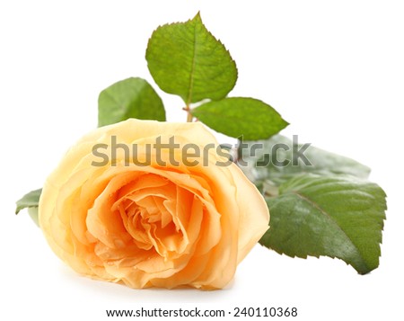 Beautiful orange rose isolated on white