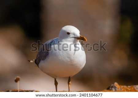 Closeup Picture of a Seagull