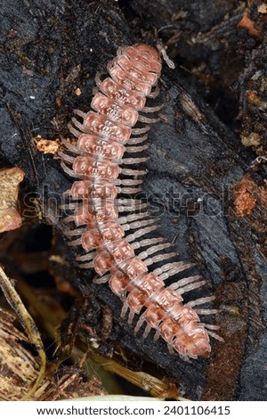 Polydesmida (flat-backed millipedes), the largest order of millipedes (Diplopoda). Royalty-Free Stock Photo #2401106415