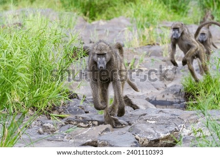 baboon race in kruger national park