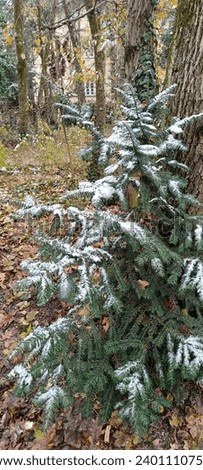 a walk through the winter forest