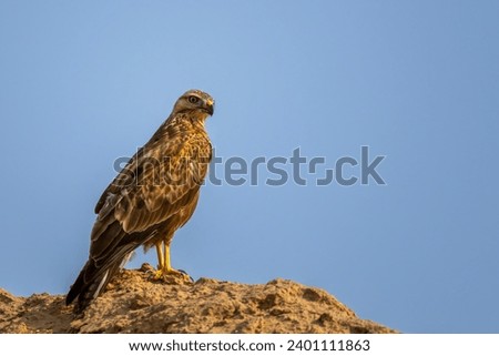 The long-legged buzzard, Buteo rufinus. Royalty-Free Stock Photo #2401111863