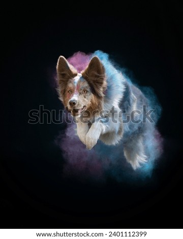 An alert Border Collie emerges from a mystical purple haze, its gaze focused and intense against a stark black backdrop