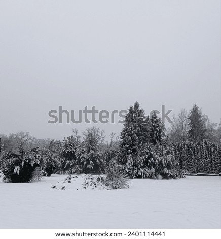 Snow-covered coniferous clearing in the haze of a blizzard