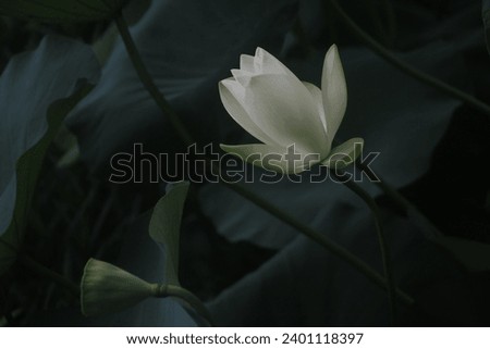 lotus flower garden white green summer romantic Background screensaver wallpaper pure natural memories Love plant beautiful shenzhen art