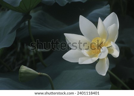 lotus flower garden white green summer romantic Background screensaver wallpaper pure natural memories Love plant beautiful shenzhen art