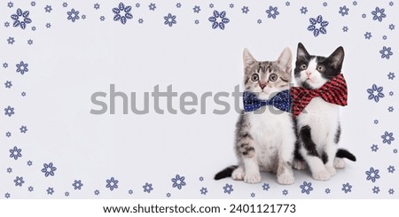 Kittens boy and girl. Little kittens with blue and red ribbon on a white background.
Tiny kitten with bow tie. Valentines Day. Love. Greeting card congratulations on a newborn boy girl. Happy birthday