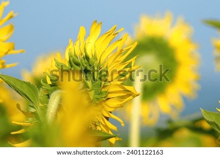sunflower towards the sun, behind, background, Gold sunset, natural, garden, art, blooming, yellow, light