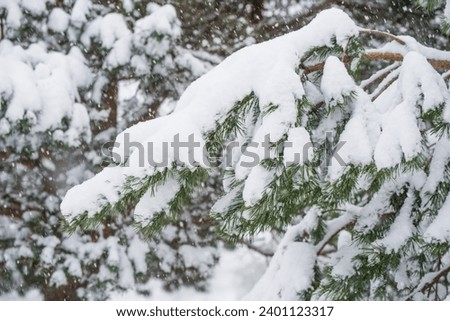 Fir Christmas tree branch in the snow in the winter forest