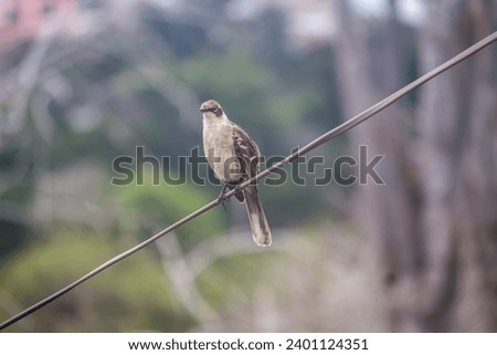 A Galapagos mockingbird perched on a wire