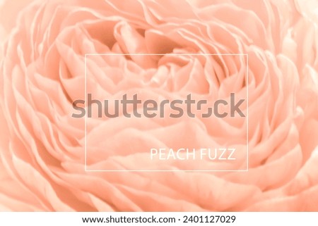 Mock up Blurred background of beautiful lines of petals of an open ranunculus flower in color of the year, peach fuzz, peach shadow,