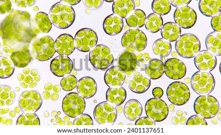 Freshwater microalgae blooming under microscope. The species is probably Chlamydocapsa sp. Live cell. Selective focus Royalty-Free Stock Photo #2401137651