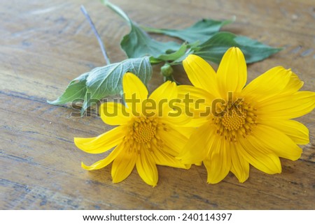 Mexican sunflower weed (Tithonia diversifolia) on wooden background.