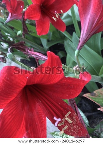 amrullis (Greek) means splendor and luster. better known as amaryllis. has many kinds of red, orange, white and other colors