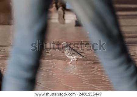 A pigeon stands amidst the hustle of city life, captured between the strides of a pedestrian. The pavement distinct textures and patterns visible. Сoncept coexistence or solitude in a crowd, urban