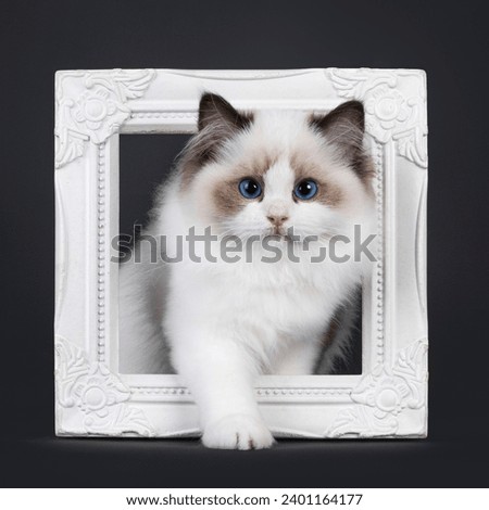 Pretty seal bicolored Ragdoll cat kitten, standing through white picture frame. Looking towards camera with deep blue eyes. Isolated on a black background.