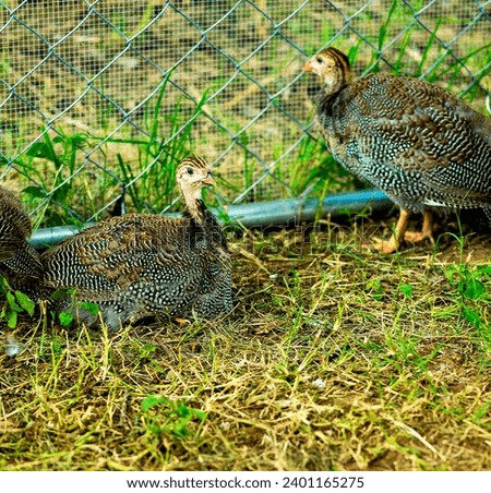 A very young helmeted guinea fowl sitting on the ground next to a fence Royalty-Free Stock Photo #2401165275