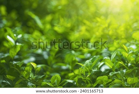Beautiful close-up image of fresh green leaves in natural meadow on warm summer morning with sunlight soft focus blurred background.