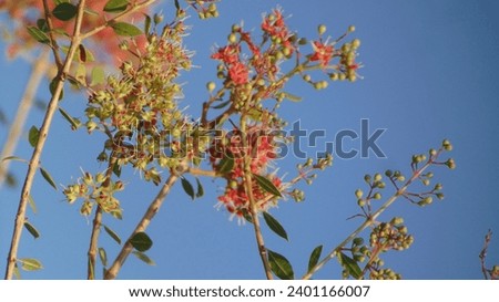 Henna plant, Lawsonia inermis with beautiful flowers, with beauty blue sky background 