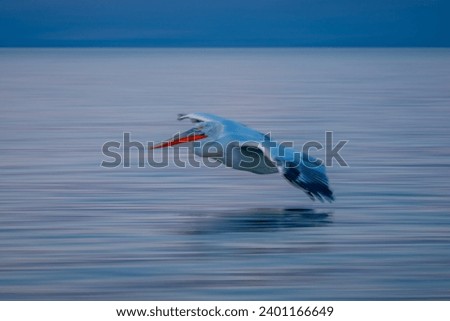 Slow pan of pelican over rippled lake