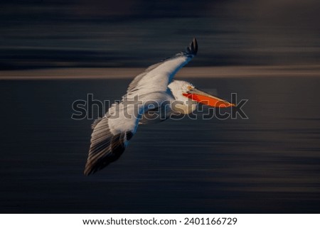 Slow pan of pelican gliding past lakeshore