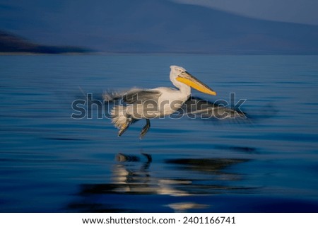 Slow pan of pelican gliding over lake