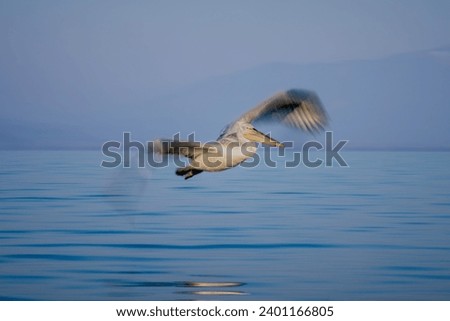 Slow pan of pelican flying over water Royalty-Free Stock Photo #2401166805