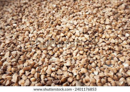 a lot of grains of brown fried buckwheat. side view. copy space. vegan diet. healthy eating