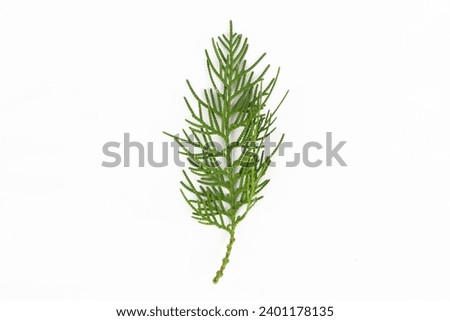 Close-up photo of leaves of Thuja occidentalis, cedar putih utara, isolated on white background