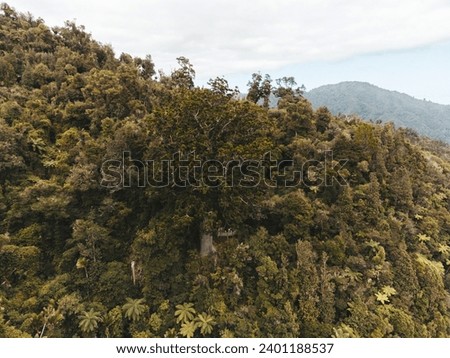 Drone photo of native new Zealand tree surrounded by flora and fauna. 