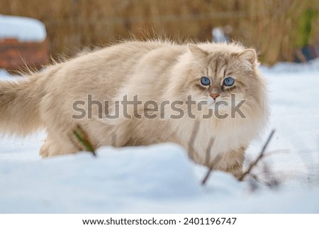 Cat of the Neva masquerade with blue eyes in the snow.                       