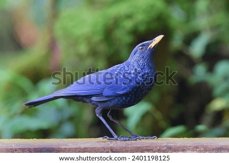 blue whisling thrush standing on wooden rail expose to low lighting in nearly dark spot, lovely bird