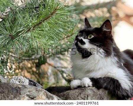Black and white cat with long hairs in the garden
