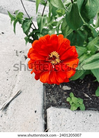 Single red flower blooming along the sidewalk with greenery leave plants and mulch Royalty-Free Stock Photo #2401205007